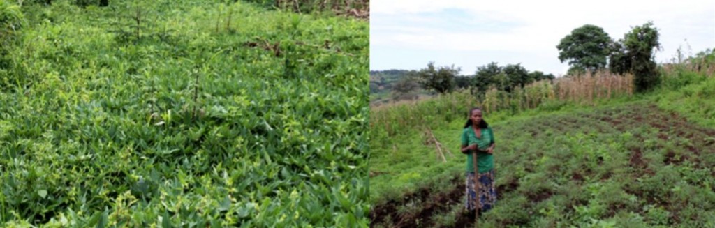 Traditional (left) and improved (right) sweet potatoes.