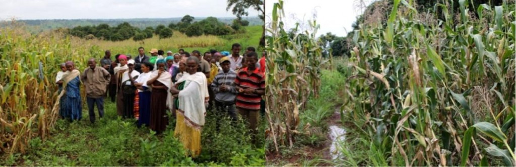 The difference between traditional maize (left) and maize improved by trace, splinted every three meters, with Desho grass to protect erosion (right). Water, carrying fertilizer collected in the terrace from the left plot, enters into the trace and infiltrates the right plot, thus contributing to the good performance of the maize. Photo by Desalegne Tadesse/IWMI.