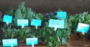 A selection of local leafy vegetables.